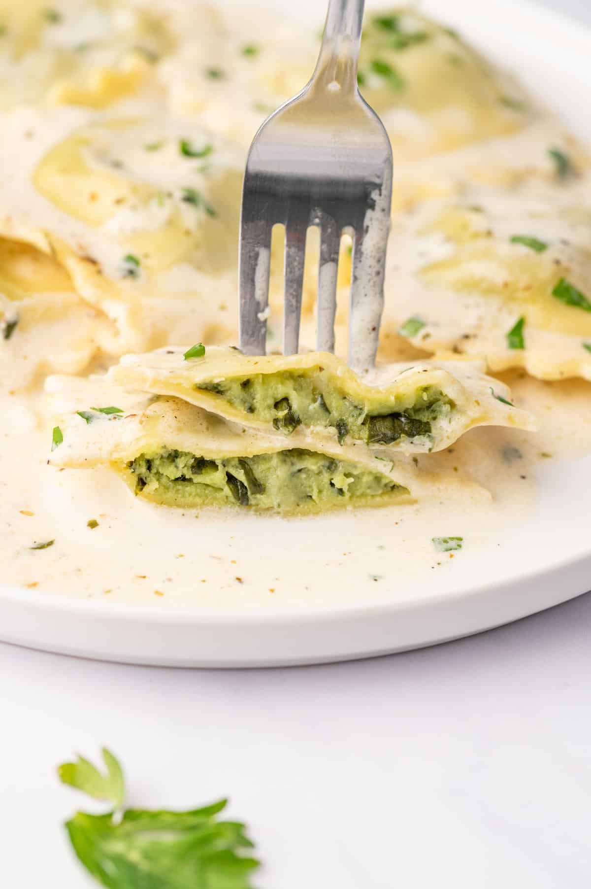 A fork picks up a piece of spinach filled ravioli.
